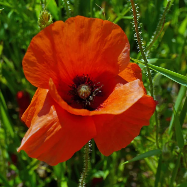 Amapola roja única —  Fotos de Stock