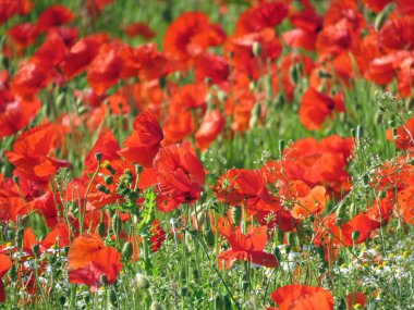 Yazın gelincik tarlası