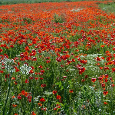 Yazın gelincik tarlası