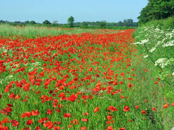 Campo de amapola en verano — Foto de Stock