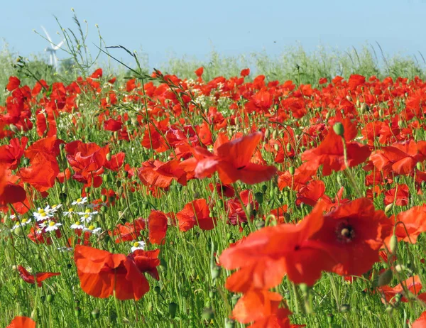 Campo de amapola en verano — Foto de Stock