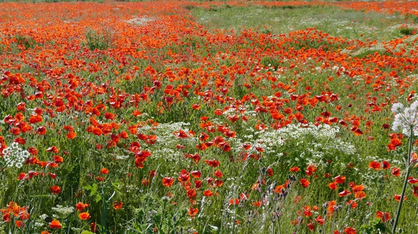 Yazın gelincik tarlası