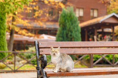 Kedi bankta. Kedi yavrusu parkta oturuyor.