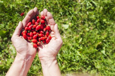 Rose hip fruit in the hands clipart
