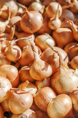 Organik soğan, yakından atış