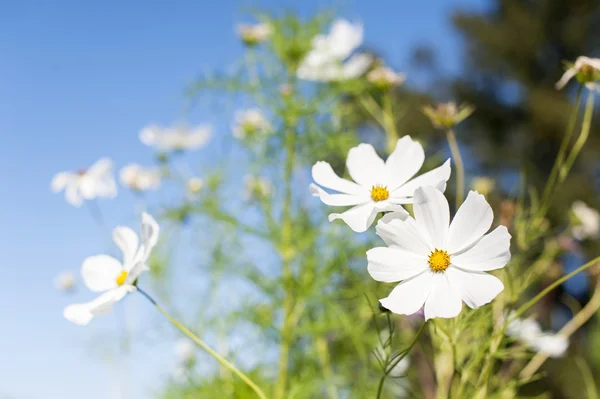 White flower in the meadow