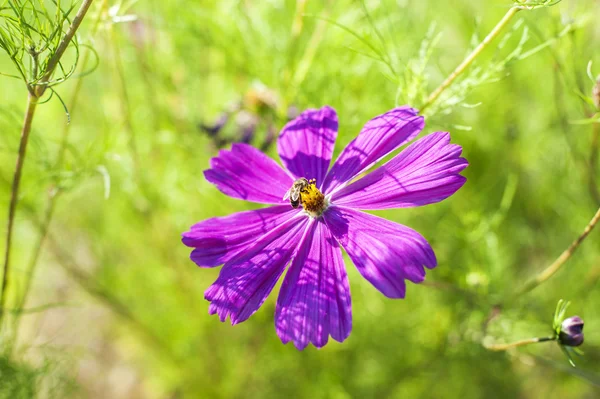 Bee on a purple flower in the meadow — Stock Photo, Image