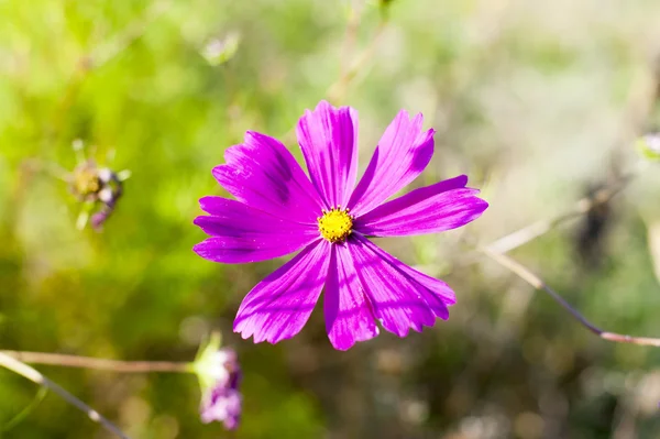 Purple flower in the meadow