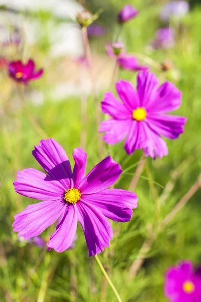 Purple flower in the meadow