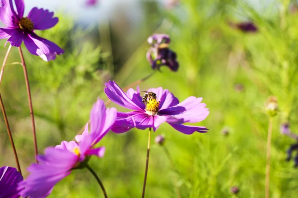 Bee on a purple flower in the meadow — Stock Photo, Image