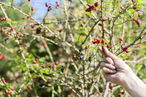 Picking rose hip fruit — Stock Photo, Image