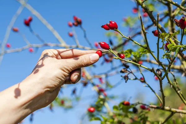 Kuşburnu meyve toplama
