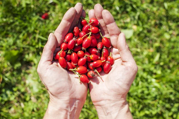 Rose hip fruit in the hands — Stock Photo, Image
