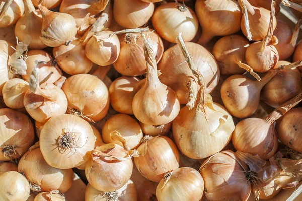 Stapel van biologische uien — Stockfoto