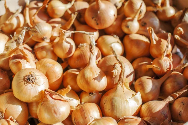 Stapel van biologische uien — Stockfoto