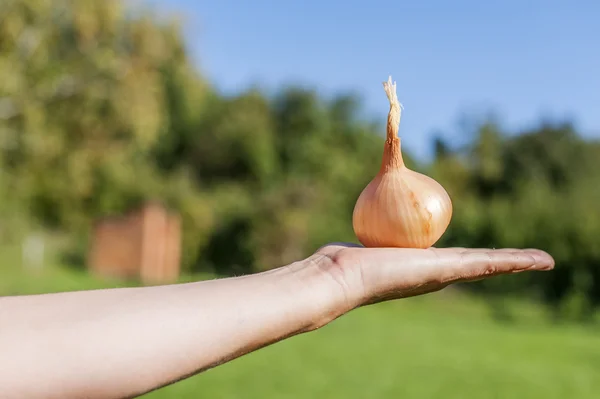Organic Onion in peasant hand — Stock Photo, Image