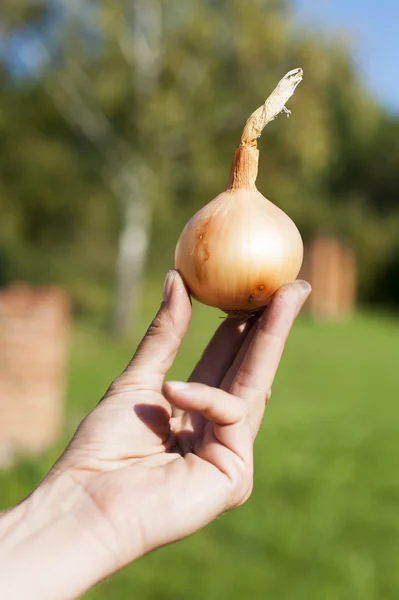 Organiczne cebula w ręku chłop — Zdjęcie stockowe