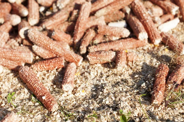 Pile d'épis de maïs séchés — Photo