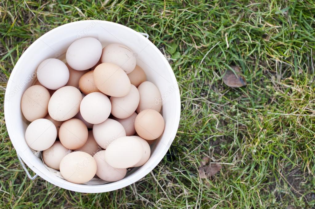Organic eggs in a bucket