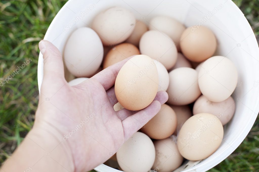 Organic egg in hand