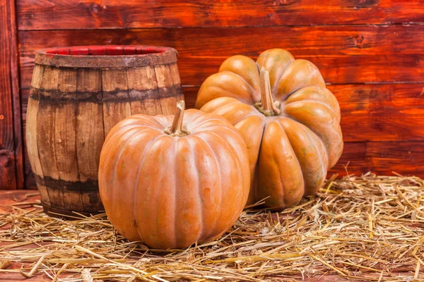 Herbst-Kürbis-Erntedank — Stockfoto