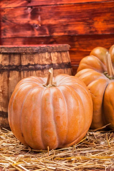 Hösten pumpa Thanksgiving bakgrund — Stockfoto