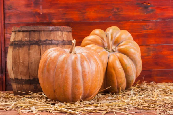 Herbst-Kürbis-Erntedank — Stockfoto