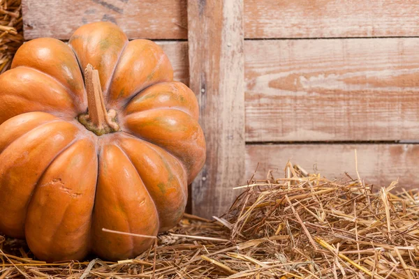 Herbst-Kürbis-Erntedank — Stockfoto