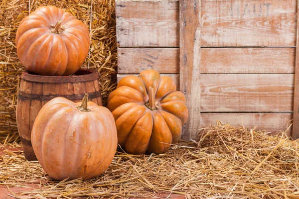 Herfst pompoen dankzegging achtergrond — Stockfoto