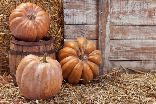 Herfst pompoen dankzegging achtergrond — Stockfoto