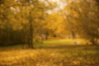 Ormandaki bulanık renkli ağaç dalları