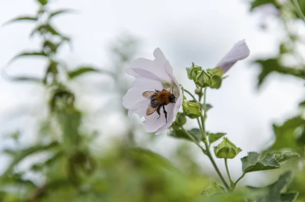 Η μέλισσα συλλέγει νέκταρ από ένα λουλούδι — Φωτογραφία Αρχείου