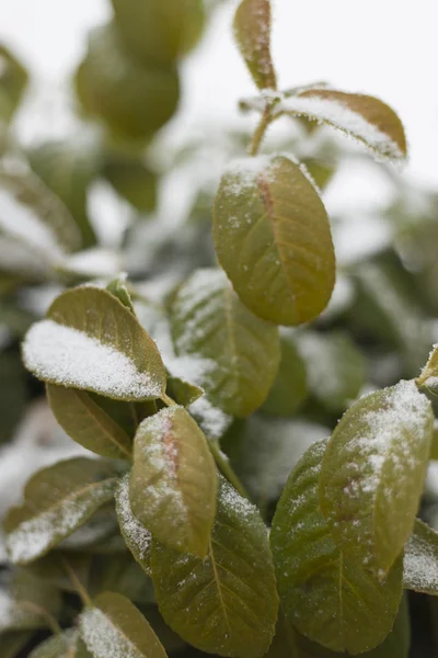 Ramo vegetale congelato coperto di neve e ghiaccio in inverno — Foto Stock