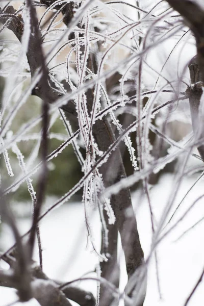 Ramo vegetale congelato coperto di neve e ghiaccio in inverno — Foto Stock
