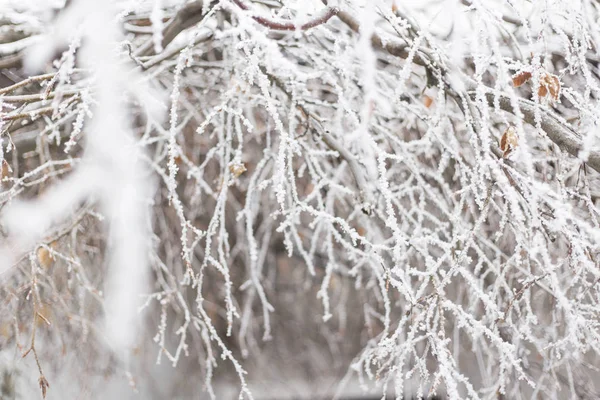 Ramo vegetale congelato coperto di neve e ghiaccio in inverno — Foto Stock