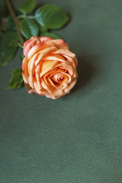 Κλείσιμο του πορτοκαλί τριαντάφυλλου — Φωτογραφία Αρχείου