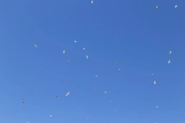 Ptaki latające w błękitne niebo — Zdjęcie stockowe