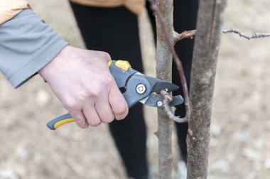 Kişi bir ağacı sarı makasları ile Temizleme