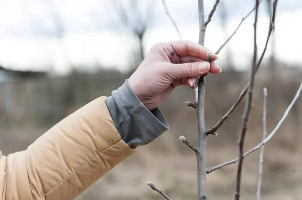 Potatura persona di un albero con cesoie gialle — Foto Stock