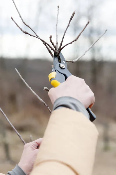 Person pruning a tree with yellow clippers