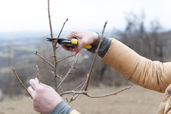 Человек, обрезающий дерево с помощью желтых клипперов — стоковое фото