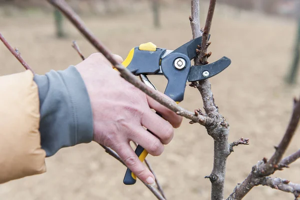 Potatura persona di un albero con cesoie gialle — Foto Stock