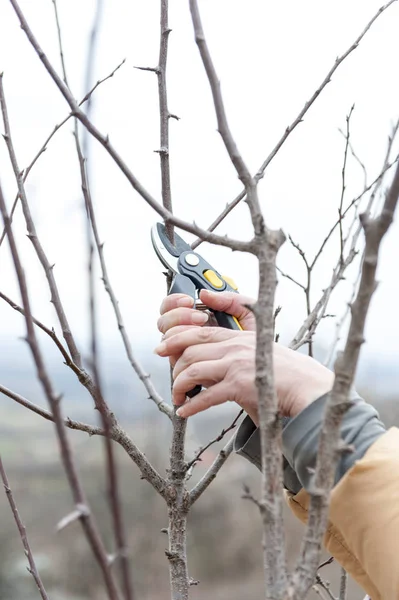 Persona que poda un árbol con cortadoras amarillas — Foto de Stock