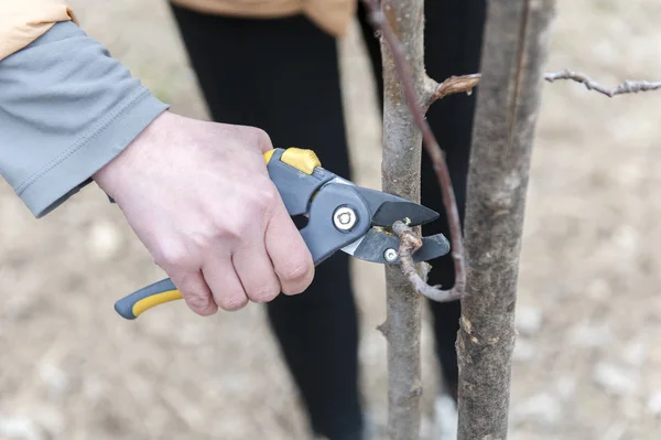 Persona que poda un árbol con cortadoras amarillas —  Fotos de Stock