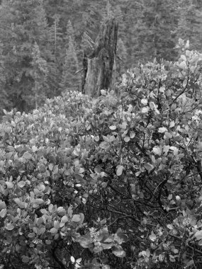 Manzanita kırık ağacında