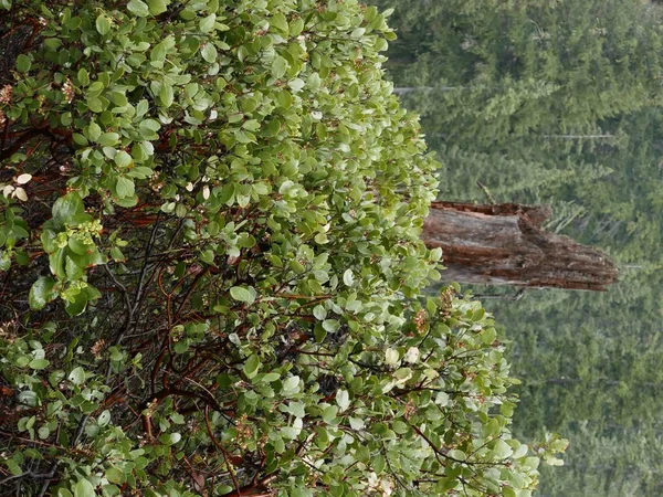 Albero rotto in manzanita — Foto Stock