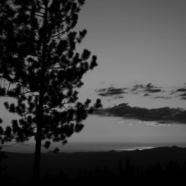 Uzun çam günbatımı