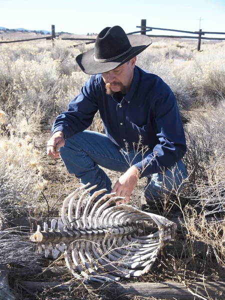 Cowboy inspects bones
