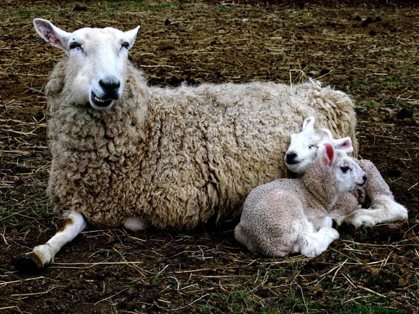 Lambs snuggle mama — Stock Photo, Image