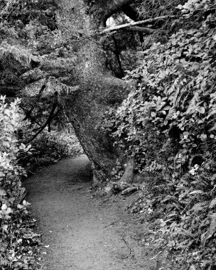 Yol büyük ağacın etrafında